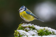 Eurasian blue tit (Cyanistes ...