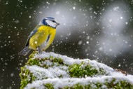 Eurasian blue tit (Cyanistes ...
