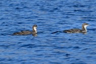 Two black-throated loons / Ar...