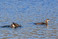 Two black-throated loons / Ar...