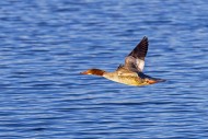 Common merganser / goosander ...