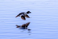 Common goldeneye (Bucephala c...