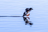 Common goldeneye (Bucephala c...