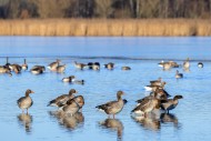 Greylag geese / graylag goose...