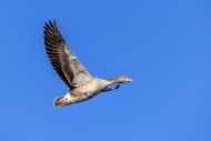 Greylag goose / graylag goose...