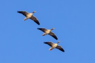 Three greylag geese / graylag...