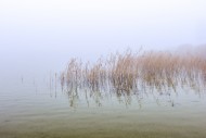 Common reeds (Phragmites aust...
