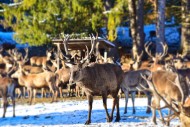 Feeding of red deer in the Al...