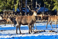 Feeding of red deer in the Al...