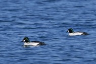 Common goldeneyes (Bucephala ...