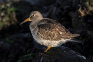 Purple sandpiper (Calidris ma...