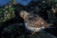 Purple sandpiper (Calidris ma...