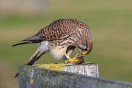 Common kestrel / European kes...