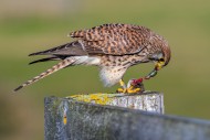 Common kestrel / European kes...