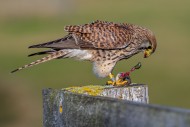 Common kestrel / European kes...