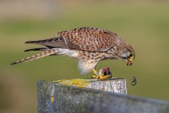 Common kestrel / European kes...