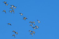 European golden plovers (Pluv...