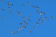 European golden plovers (Pluv...