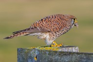 Common kestrel / European kes...