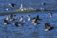 Pale-bellied brant geese (Bra...