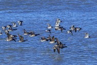 Pale-bellied brant geese (Bra...