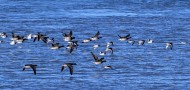 Pale-bellied brant geese (Bra...