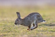 European rabbit / common rabb...