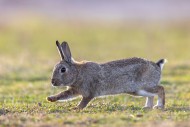 European rabbit / common rabb...