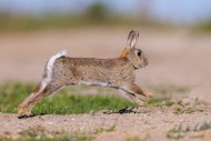 European rabbit / common rabb...