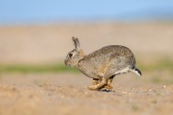 European rabbit / common rabb...