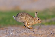 European rabbit / common rabb...