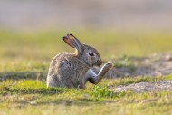 European rabbit / common rabb...
