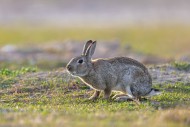 European rabbit / common rabb...
