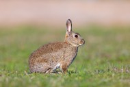 European rabbit / common rabb...