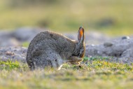 European rabbit / common rabb...