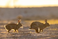 Two European rabbits / common...