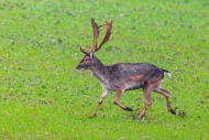 European fallow deer (Dama da...