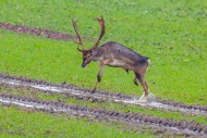 European fallow deer (Dama da...