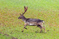 European fallow deer (Dama da...