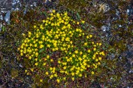 Yellow mountain saxifrage / y...