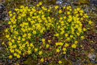 Yellow mountain saxifrage / y...
