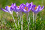 Woodland crocuses / early cro...