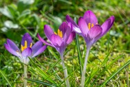 Woodland crocuses / early cro...