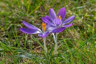 Two woodland crocuses / early...