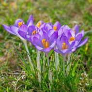 Woodland crocuses / early cro...