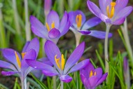 Woodland crocuses / early cro...