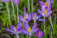 Woodland crocuses / early cro...