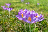 Woodland crocuses / early cro...