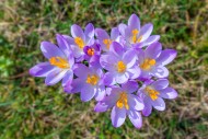 Woodland crocuses / early cro...