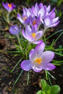 Woodland crocuses / early cro...